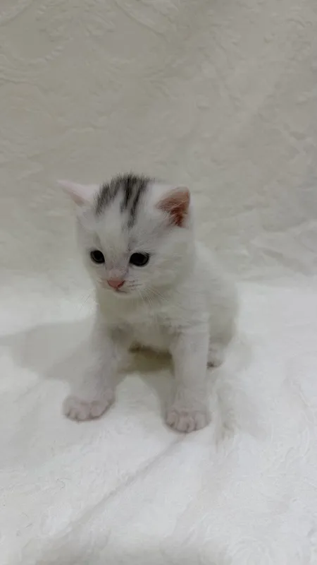 Ласковые котята Scottish , готовы к переезду в новый дом 2 Ласковые котята Scottish , готовы к переезду в новый дом 2