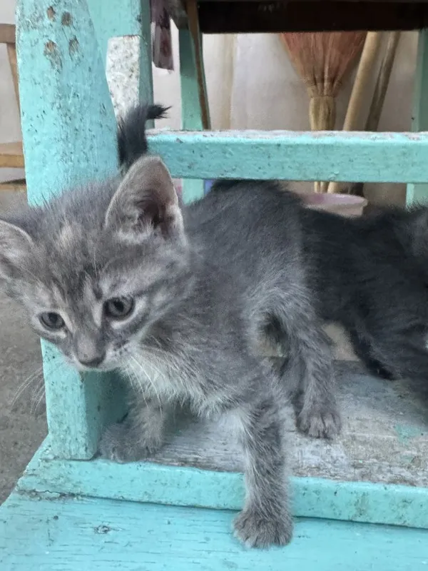 Котята 1,5 месячные! Приучены к лотку! Бесплатно! — фото 3 Котята 1,5 месячные! Приучены к лотку! Бесплатно! — фото 3