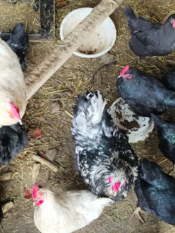 Brama xoʻroz Brama xoʻroz