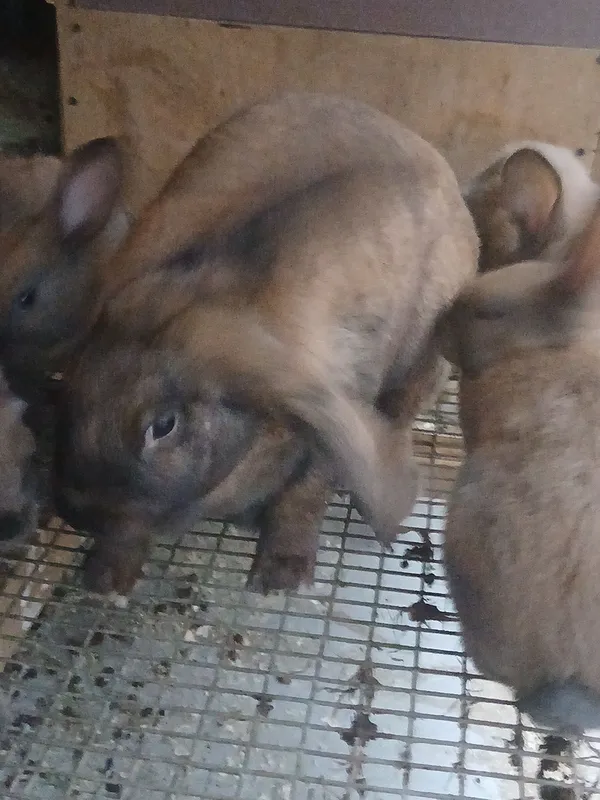 Quyonlar 3