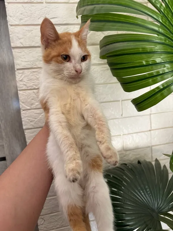 Котята в хорошие добрые руки