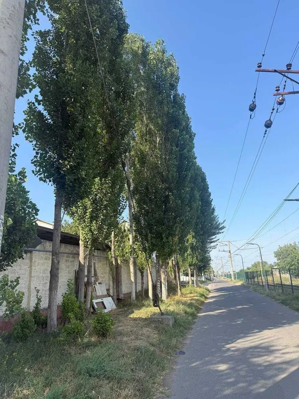 Terak Daraxtla, O'tin 1 Terak Daraxtla, O'tin 1