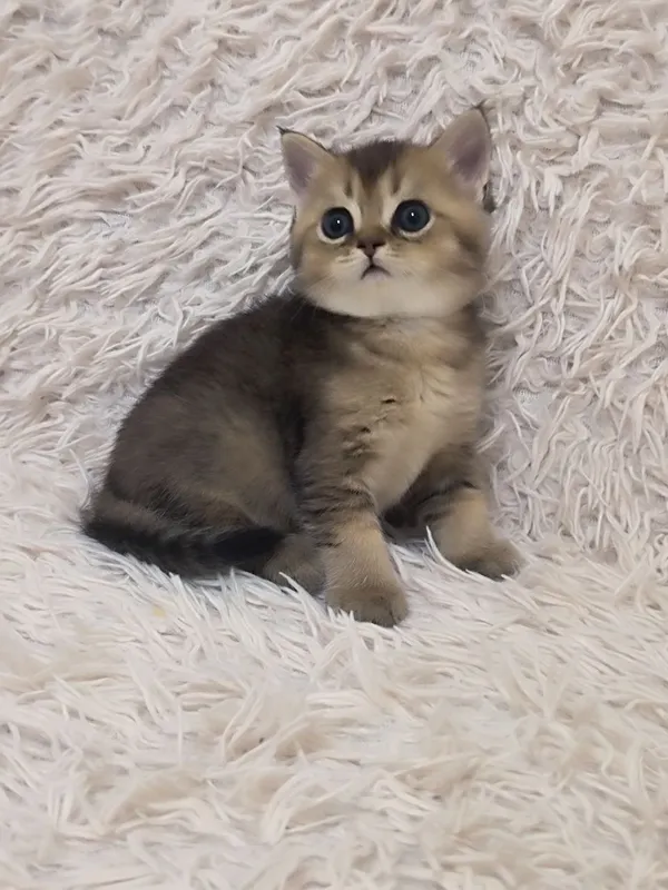 продается котенок продается котенок