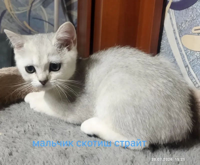 kumush rangli sof zotli shinshilla 7 kumush rangli sof zotli shinshilla 7
