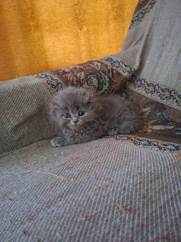 Скотиш фолд котята!