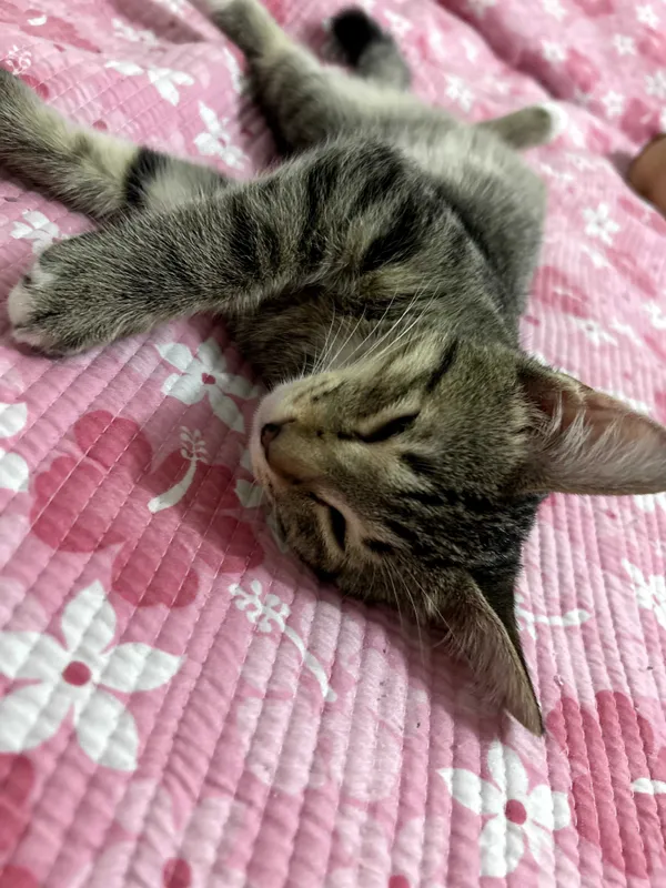 котенок в добрые руки 5 котенок в добрые руки 5