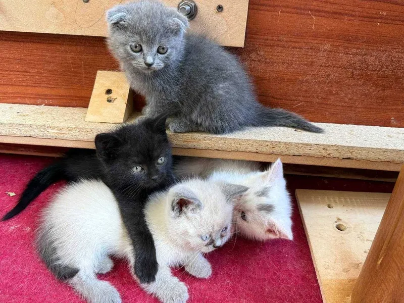 Котята Скоттиш-Фолд — фото 1