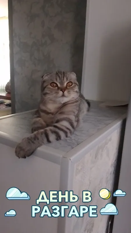 Продаетса катенок скотиш фолд — фото 2