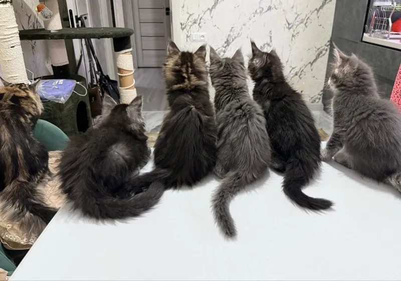 Продаются шикарные котята породы мейн-кун 2