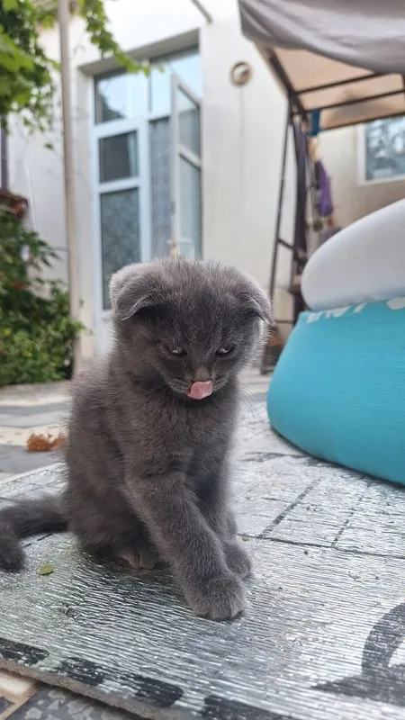 Котята мушук кошка mushuk 7