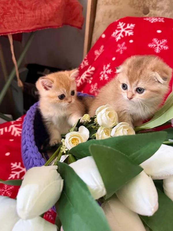 Продаются котята — фото 6
