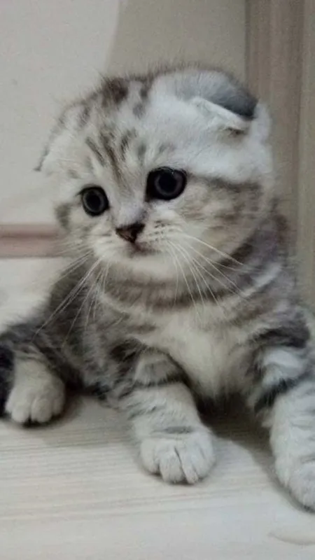 Дикаративный вислоухи кот
