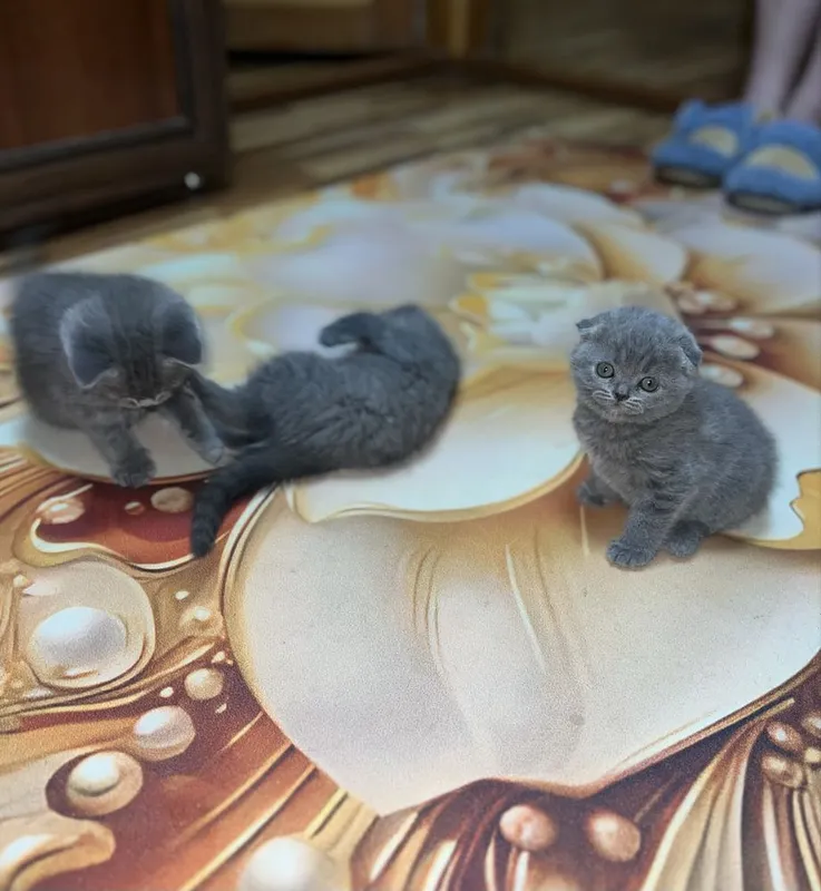 Scottish fold britaniskiy fold — фото 2