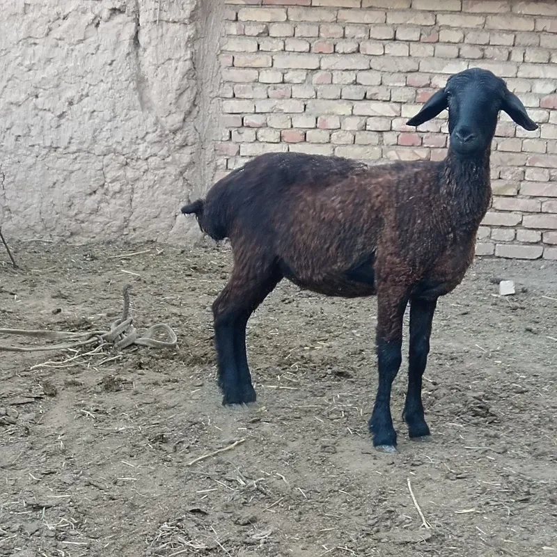 Urg'ochi qo'y sotiladi. 2