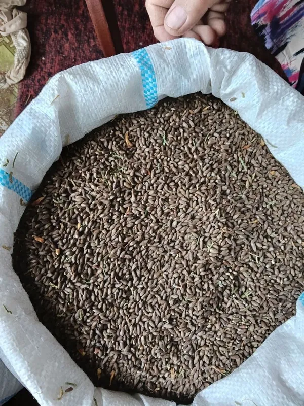 Крим арча уруги