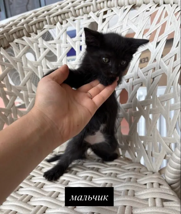 котята в добрые руки — фото 3