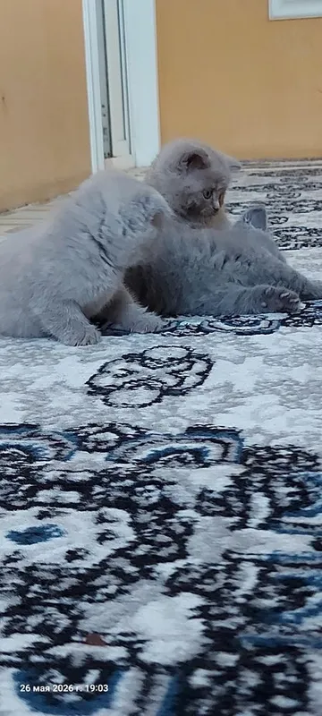 Котята: скоттиш-фолд и скоттиш-страйт 5 Котята: скоттиш-фолд и скоттиш-страйт 5