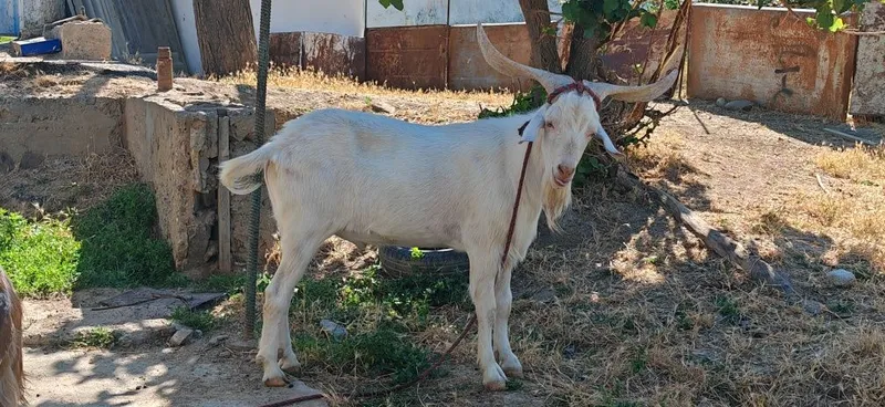 Echki sotiladi taka yoki barter qilamiz Echki sotiladi taka yoki barter qilamiz