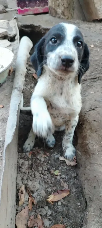 Spaniel kuchukchasi sotiladi, urg‘ochi 5