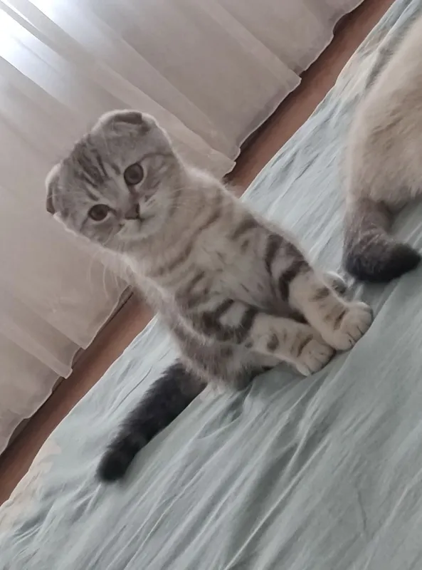 Срочно продаются котята Скоттиш Фолд 6