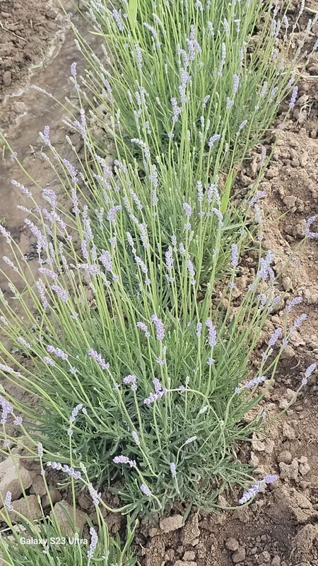 Lavanda fransuskiy sorti — фото 5