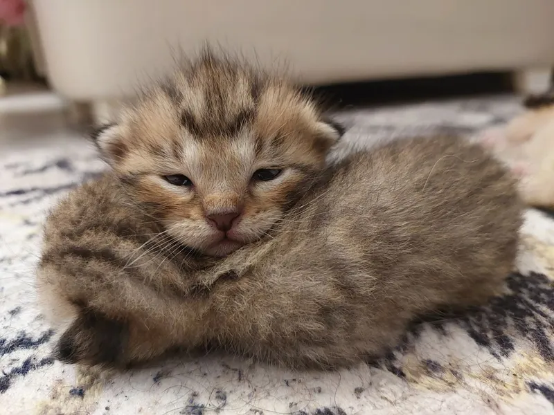 Котята в хорошие руки 3