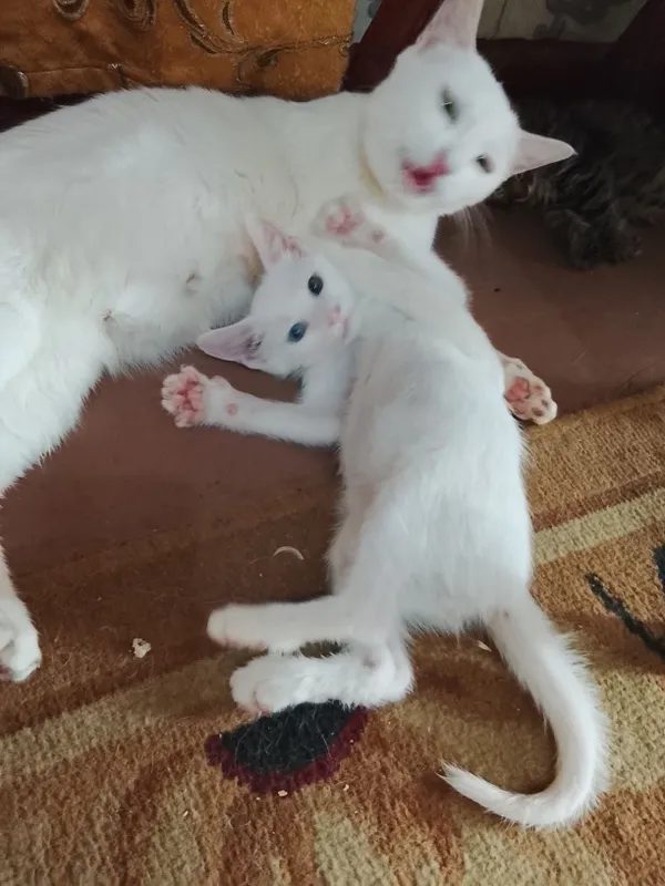 Продаются котята 3 Продаются котята 3