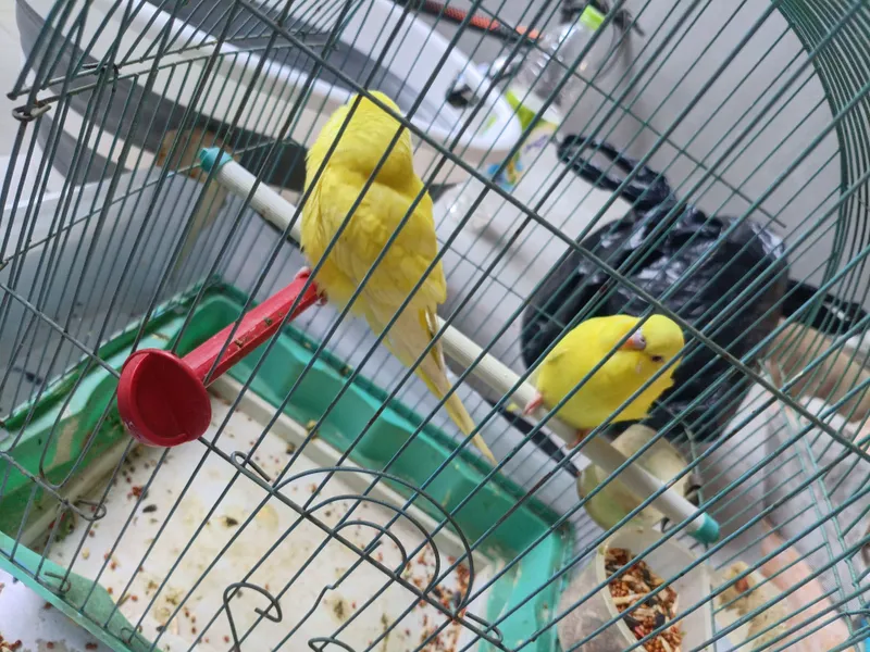 Продаются попугаи: самец и самка 1 Продаются попугаи: самец и самка 1