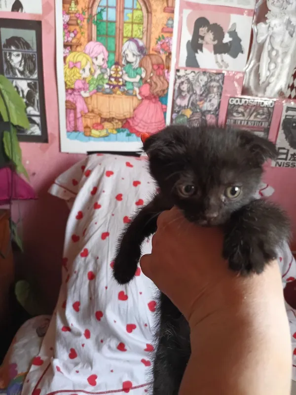 Котята в добрые руки 4