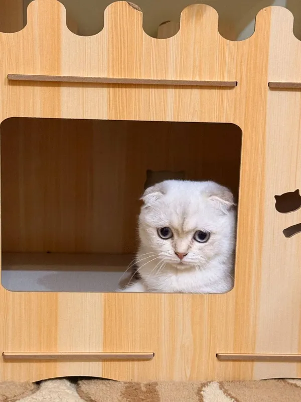 Кот для вязки , серебстая шиншилла скотиш фолд! 5 Кот для вязки , серебстая шиншилла скотиш фолд! 5