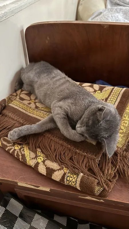 Даром котика отдадим, Uy mushugi beramiz 3 Даром котика отдадим, Uy mushugi beramiz 3