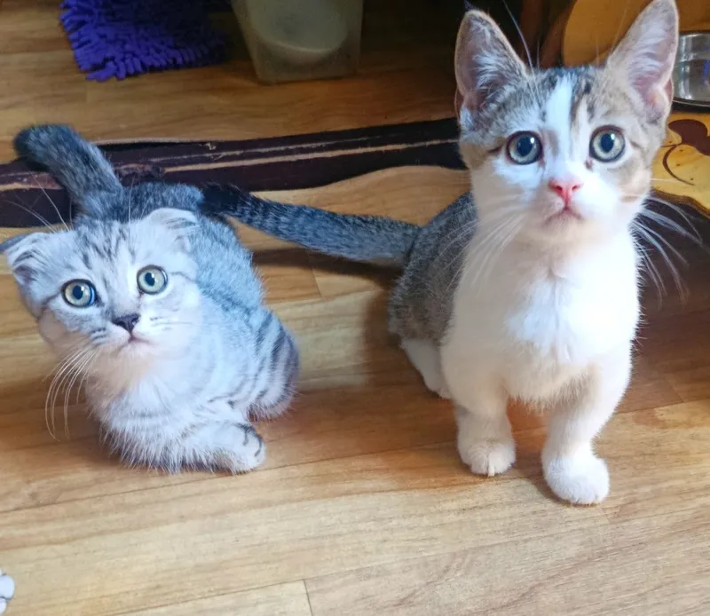 Редкий котенок Манчкин (коротколапкая) — 2.5 месяца, от шиншиллы 1 Редкий котенок Манчкин (коротколапкая) — 2.5 месяца, от шиншиллы 1