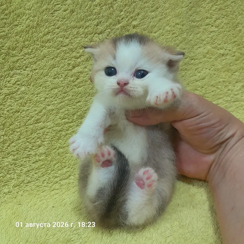 Продаются 4 шикарных котёнка,шиншилла. 2 Продаются 4 шикарных котёнка,шиншилла. 2