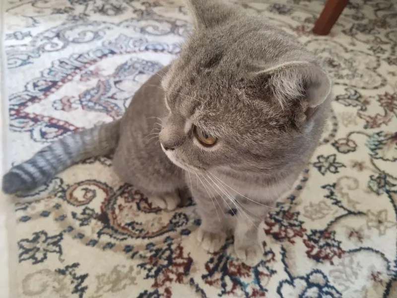кот по кличке Чарли добрый котик к людям 5 кот по кличке Чарли добрый котик к людям 5