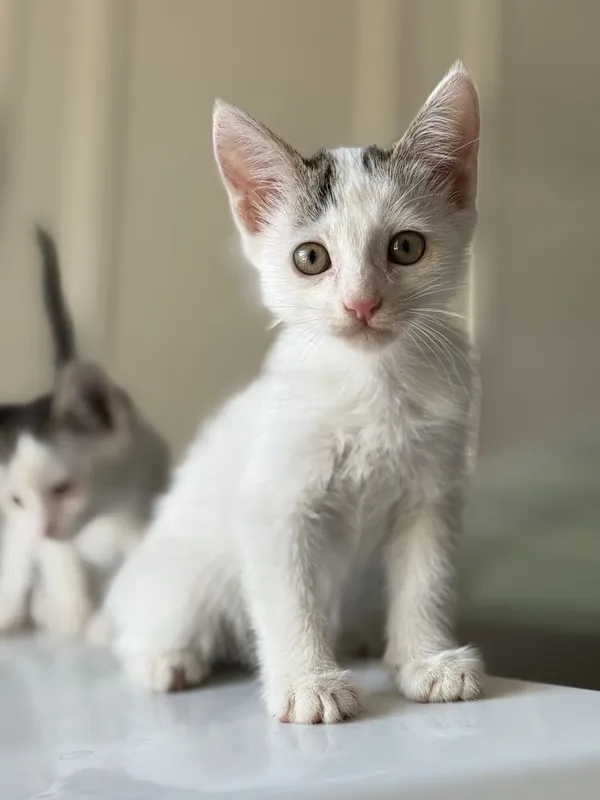 котята в добрые руки 1 котята в добрые руки 1