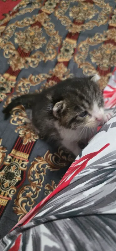Мушук боласи 1 ойли 1 Мушук боласи 1 ойли 1