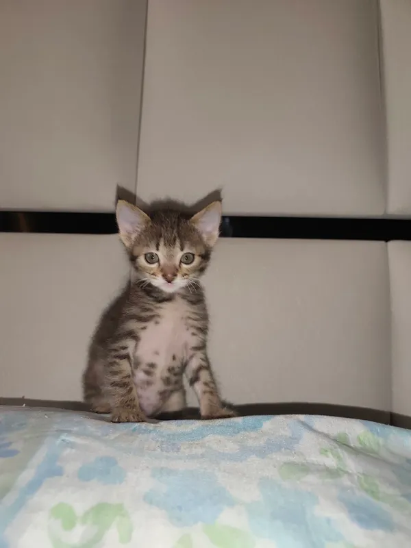 Бесплатно отдам котят
