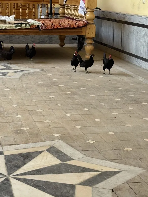 Bentam xo’rozlari sotiladi