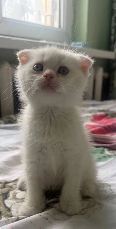 Скоттиш фолд пародали мушукча — фото 3