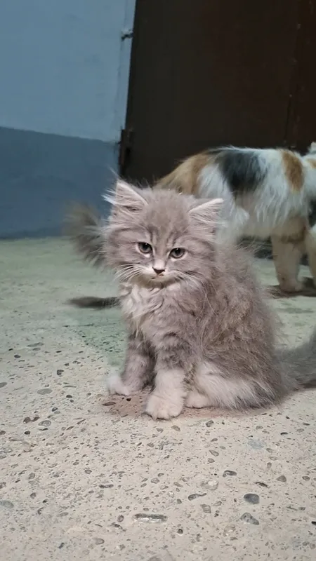mushuk