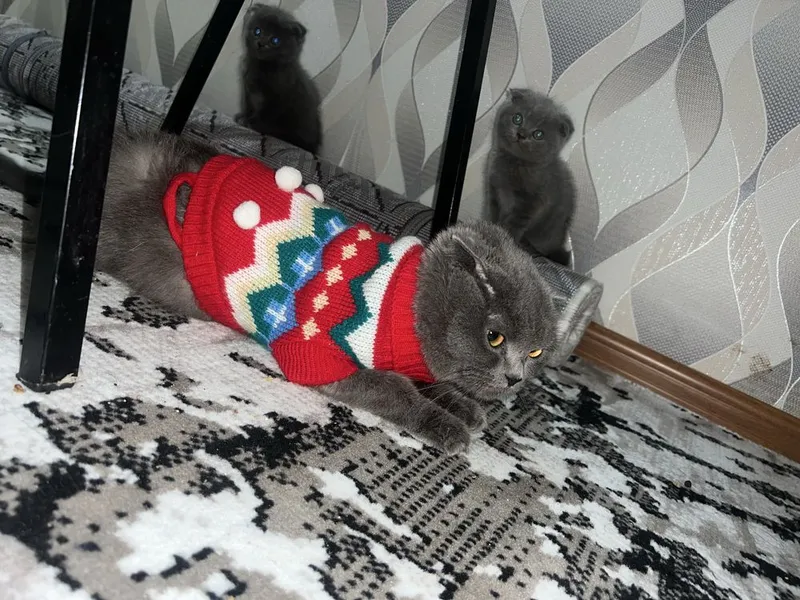 Породистые котята 3 Породистые котята 3