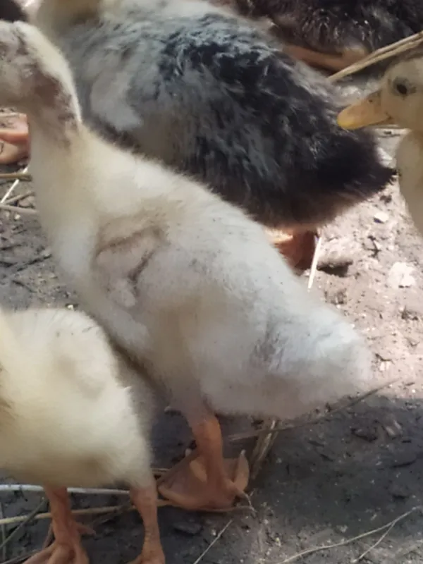 Pekin. Favorit zotliy o'rdakchalar 1 Pekin. Favorit zotliy o'rdakchalar 1