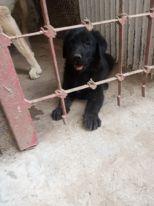 Labrador kuchukchalari sotiladi 1 Labrador kuchukchalari sotiladi 1