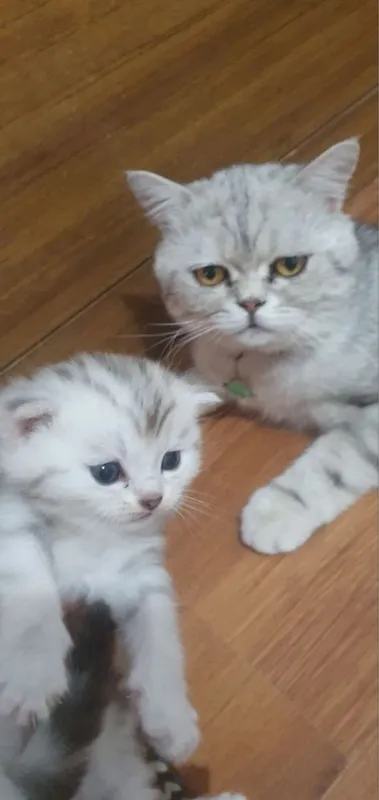 Scottish fold mushuklar sotiladi