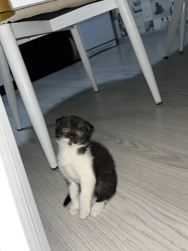 скотиш фолд мушуги — фото 4