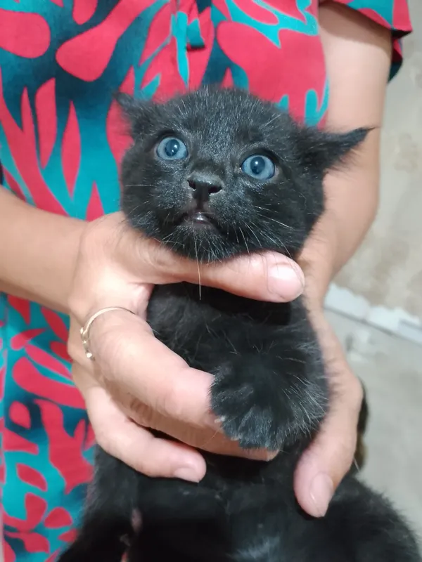 Продается кошка Веслоухий 1 месяц — фото 2