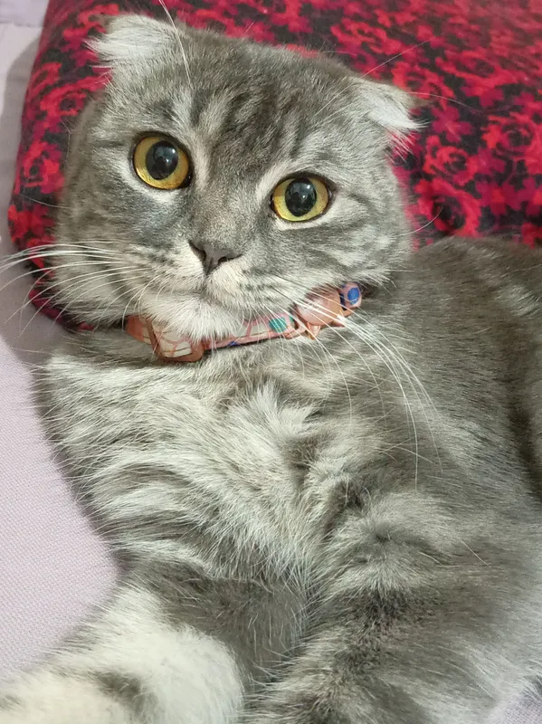 Scottish Fold 4 Scottish Fold 4
