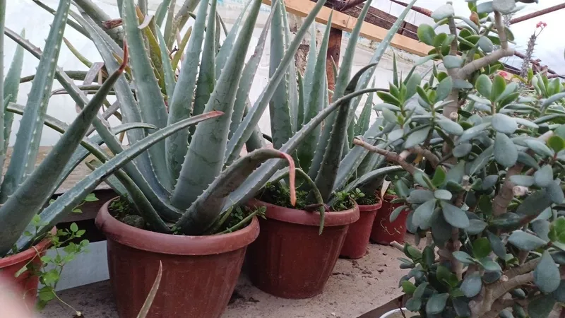 Aloe vera 1