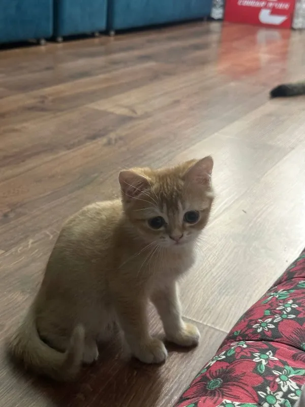 Кот и кошка британские шиншиллы 4 Кот и кошка британские шиншиллы 4