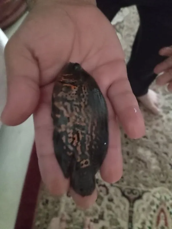 Рыбы Astronotus 2 Рыбы Astronotus 2